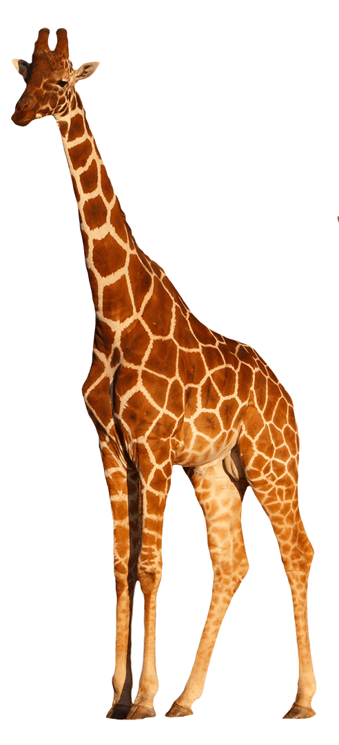 La Giraffa, uno dei simboli del Sud Africa e del camp iniziale che si può svolgere durante il proprio Exchange Program a Cape Town